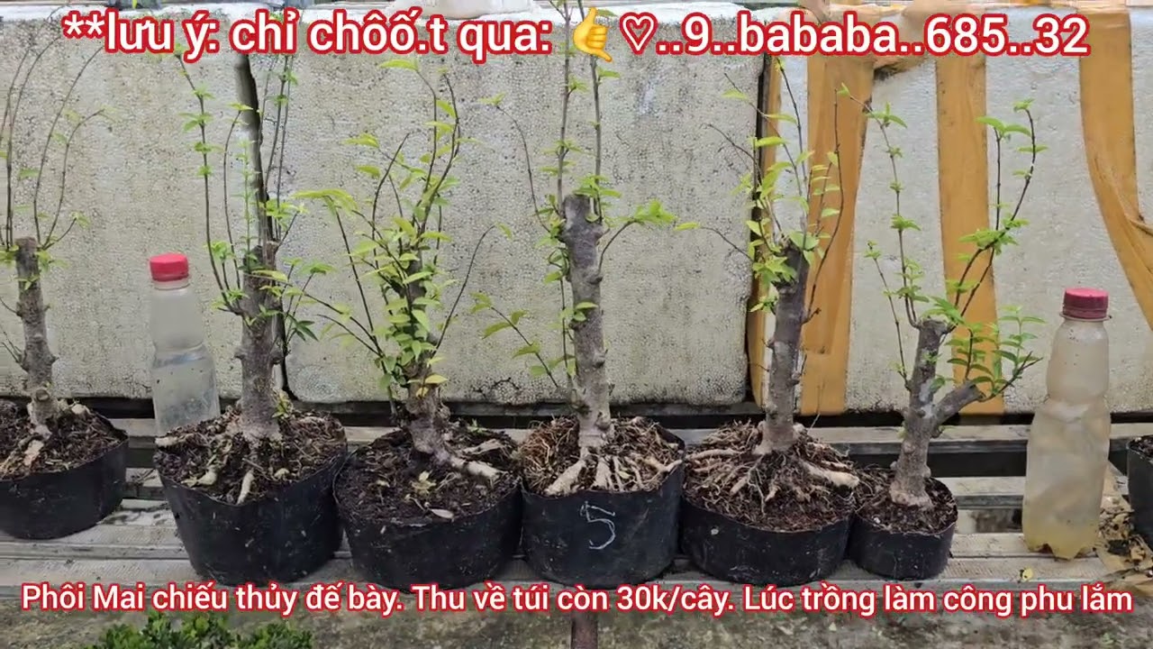 Mai Chiếu Thủy Đế 24h về túi 30k 😊0933368532🌲bonsailinhsamnuitraihuonguyetquehongockimquytunghoatr