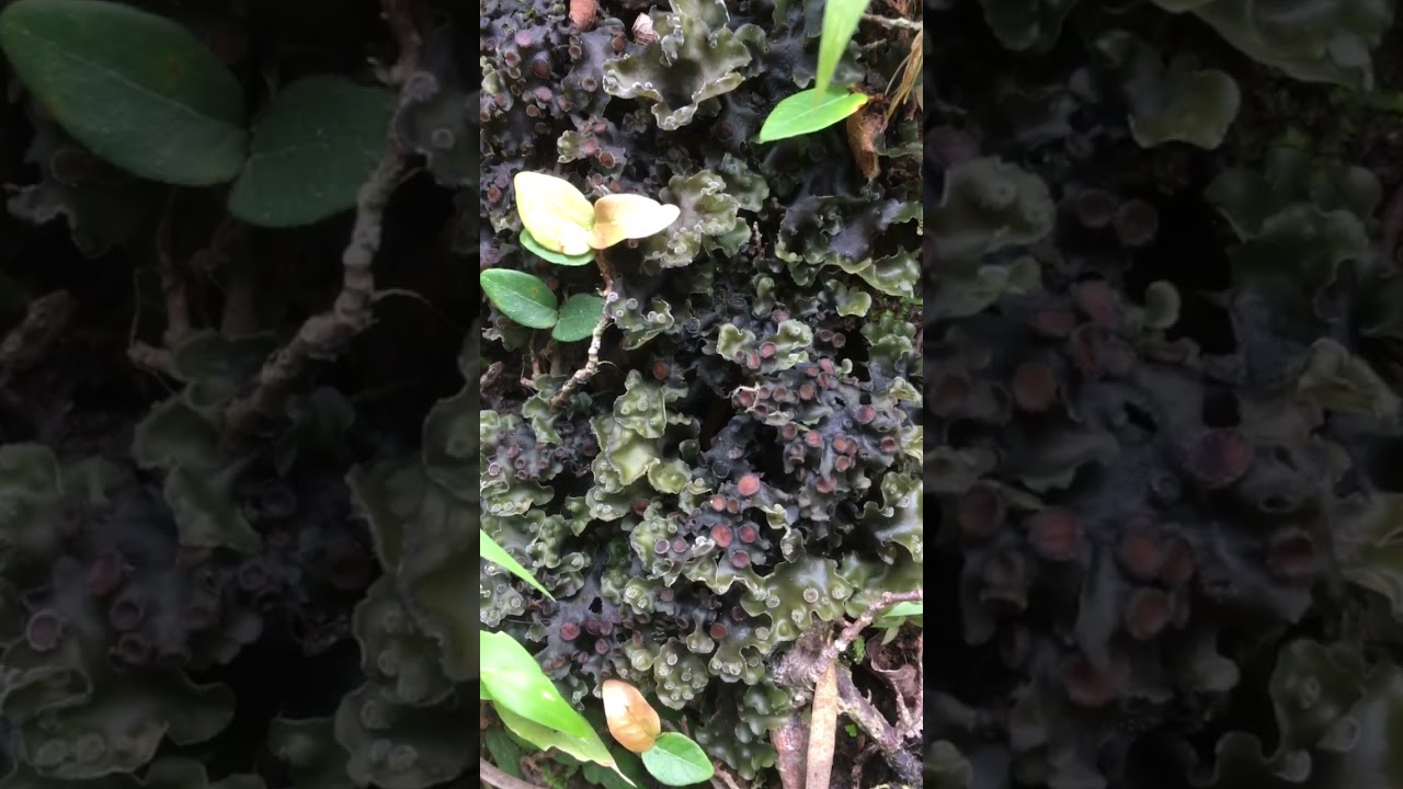 Loves to attached on the wall, Peltigera | Foliose Lichens | Dog Lichens #youtubeshorts  #shorts