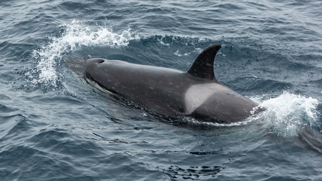 Antarctica Orcas   - Dec  24   - Das Rheingold