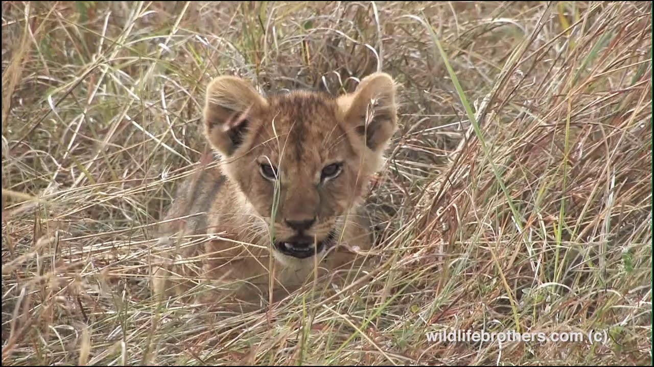 cute lion cubs meowing