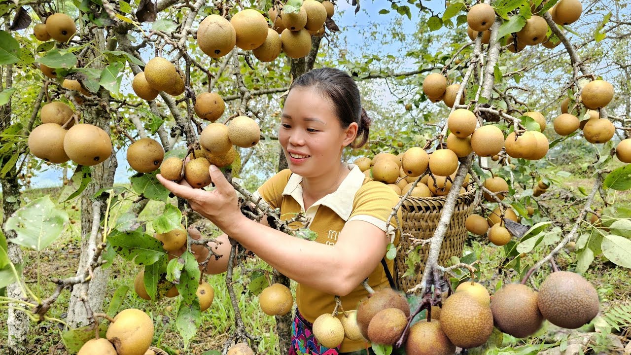 Harvest Pear Orchards Bring to the market to sell - Cook - Take care of pets - Build a farm