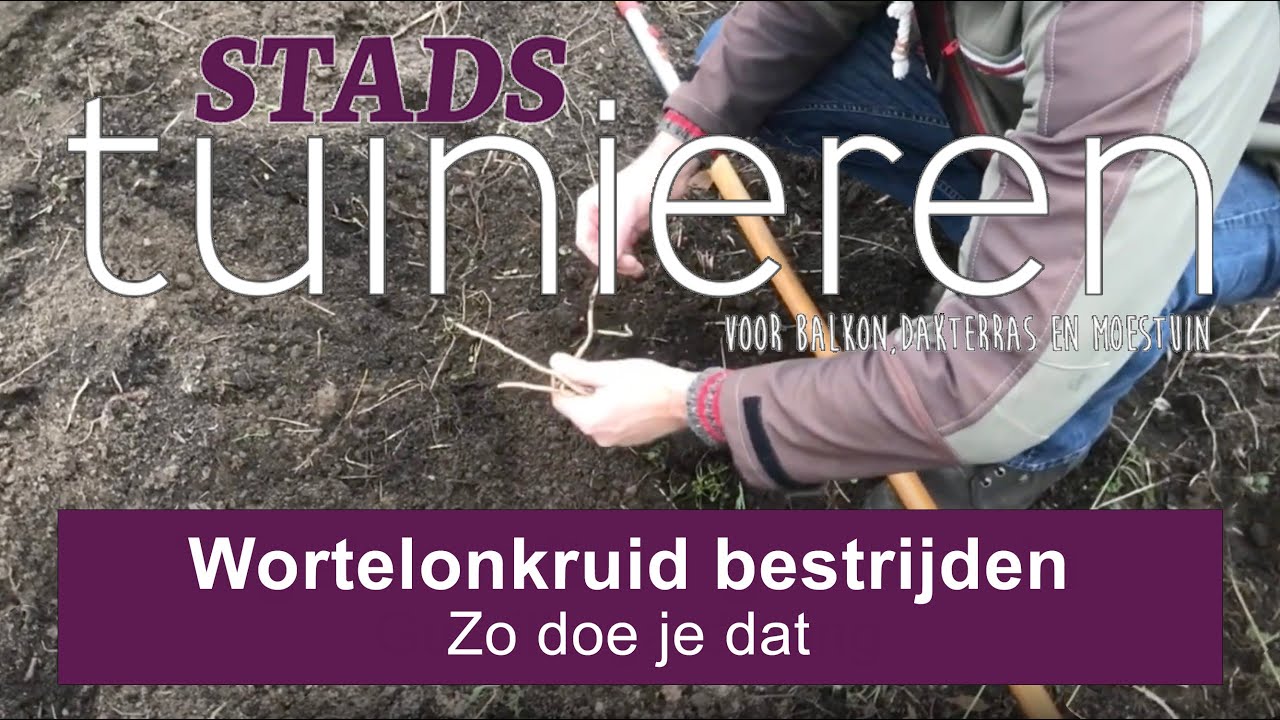 Stadstuinieren - Wortelonkruiden bestrijden - Zo doe je dat #moestuin #onkruid