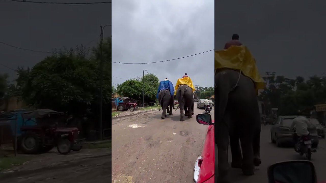 Elephants In Jaipur #india