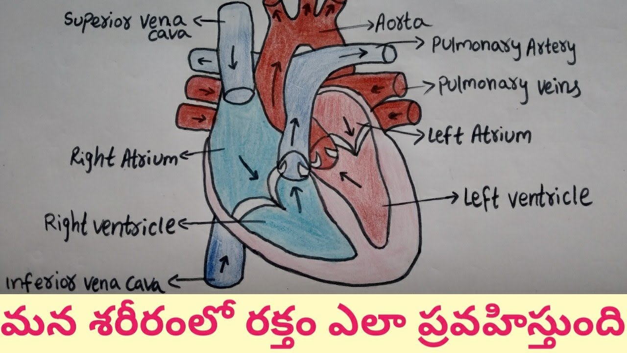 How Human Heart Works || Human Heart Structure and Function || Parts Of The Human Heart