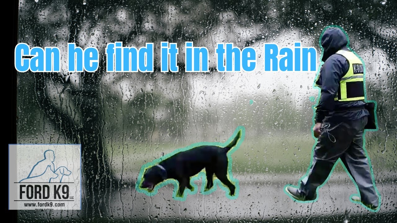 Can the Detection dog search in the rain?