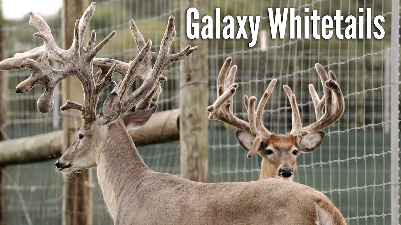 Galaxy Whitetails - Full Episode