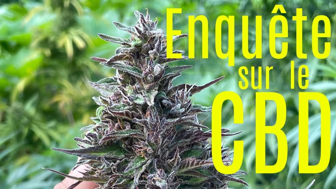 Que faut-il savoir ABSOLUMENT avant d'acheter du CBD & CBG ?