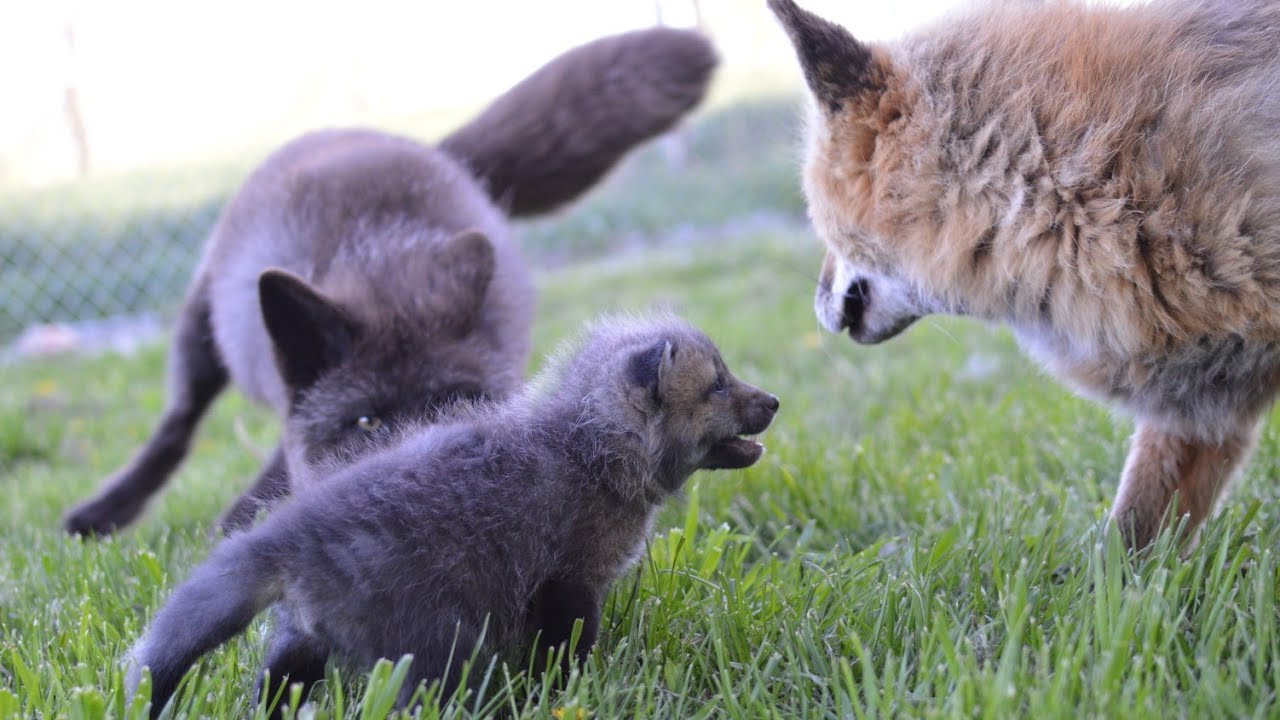 Introducing fox kits to adult foxes