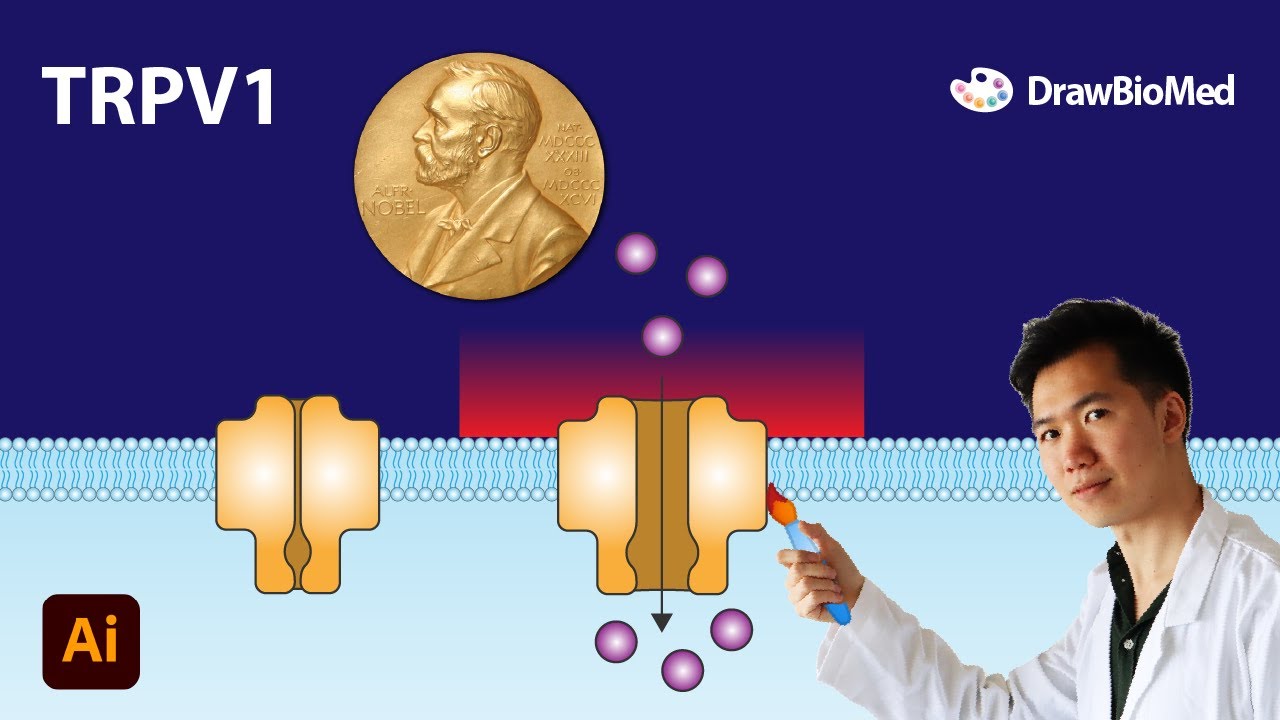 Draw TRPV1 in Adobe Illustrator | Nobel Prize in Physiology or Medicine | Scientific illustration