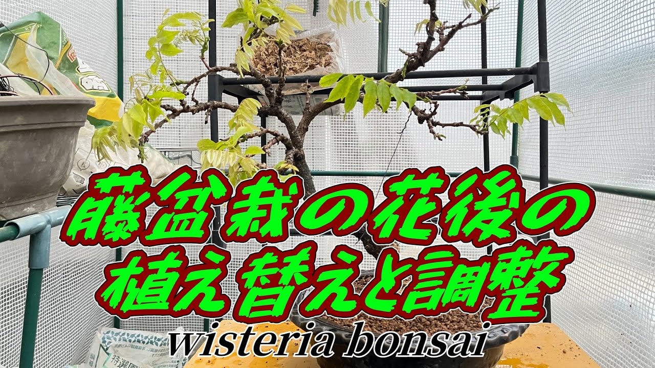 Repotting and conditioning wisteria bonsai after flowering 藤盆栽の花後の植え替えと調整！【藤盆栽】小品盆栽 ミニ盆栽 BONSAI