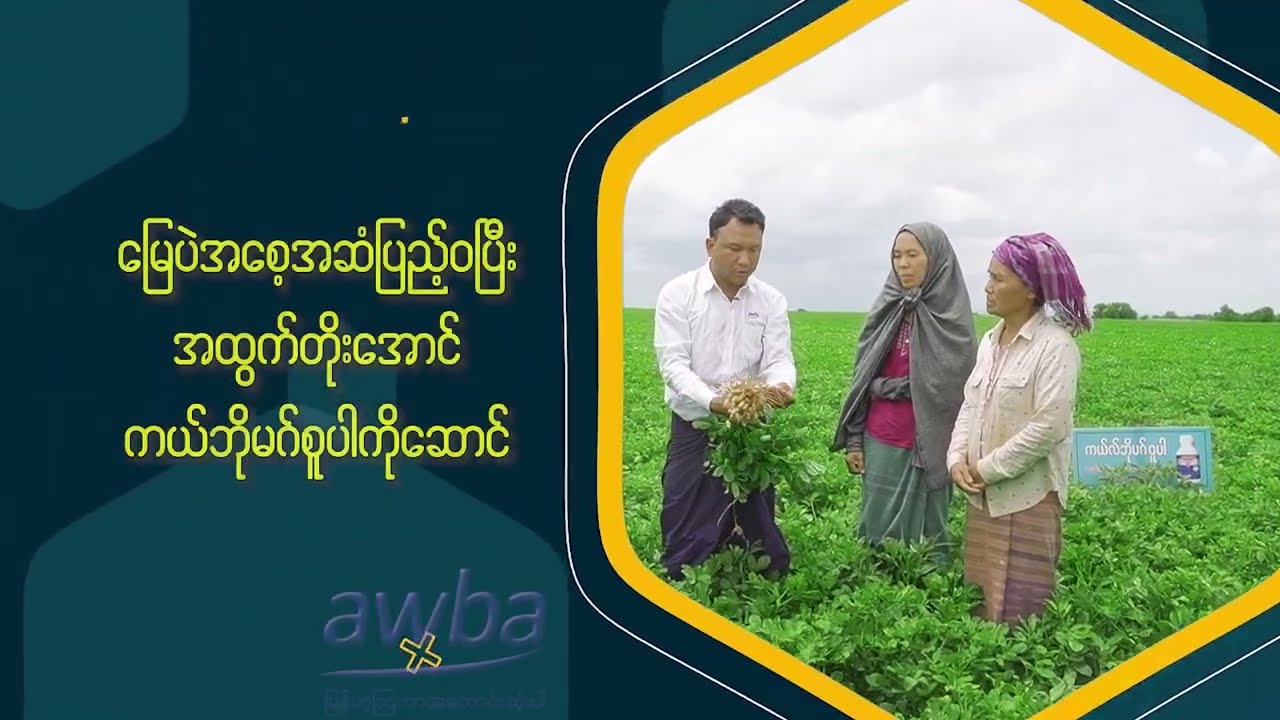 မြေပဲအစေ့အဆံပြည့်ဝစေမှာ ကယ်ဘိုမဂ်စူပါ