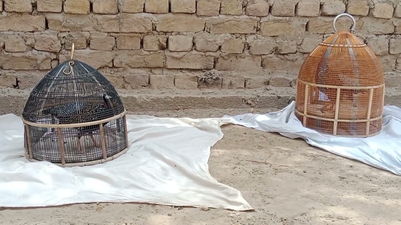 Kala Teetar ki sab sa achi awaz chot Wala Teetar be awaz kry ga . for Sale be ha .