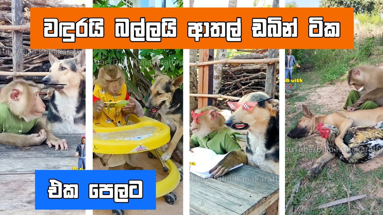 වඳුරයි බල්ලයි ඩබින් ආතල් ටික එක දිගට.