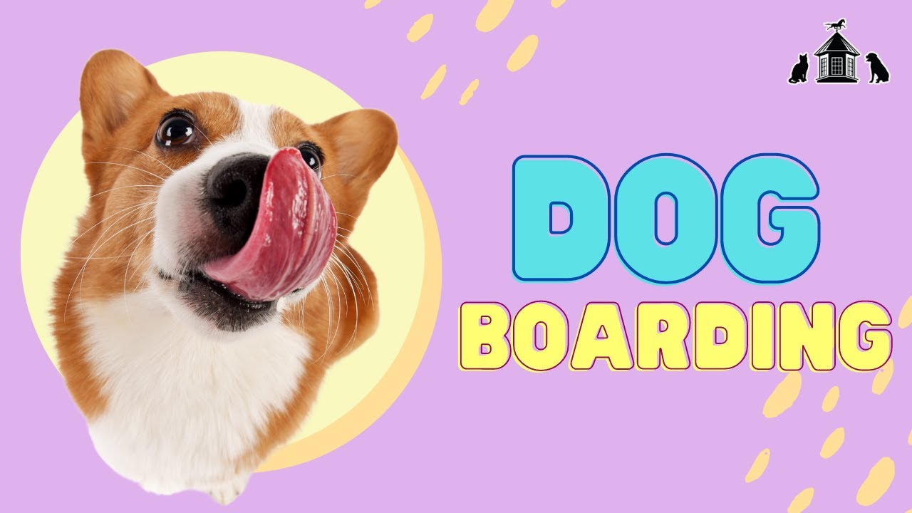 What to Consider When Boarding Your Dog