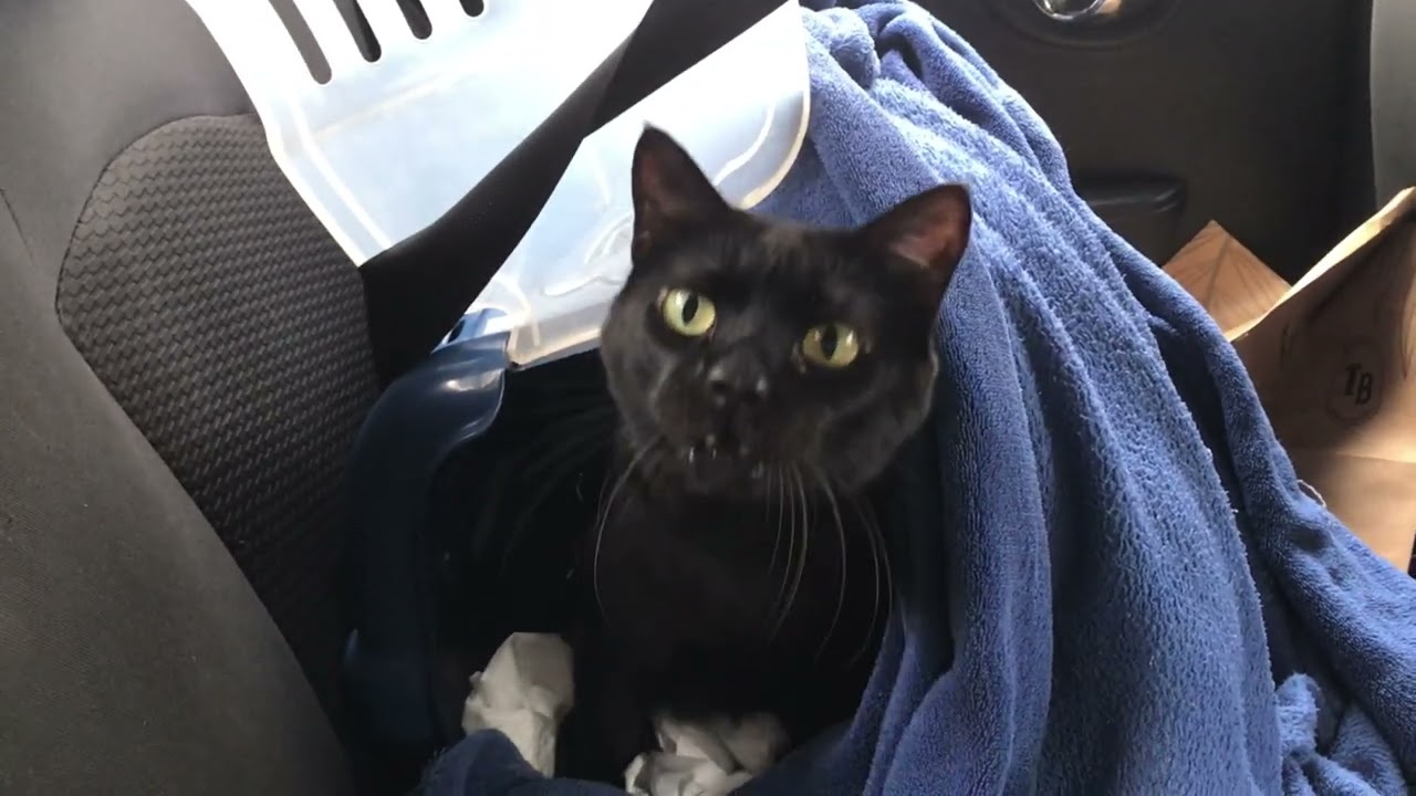 Viajando de carro com meu gato | Mini Vlog