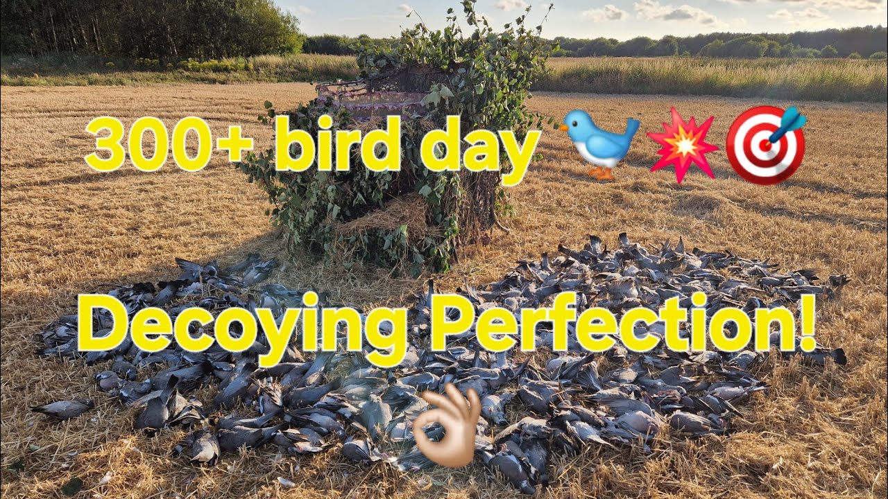 Decoying Woodpigeons Perfectly! Pigeon Shooting