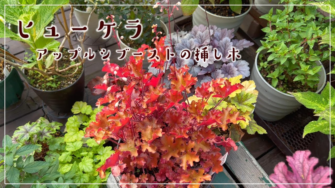 [挿し木] ヒューケラ アップルシブーストの挿し木