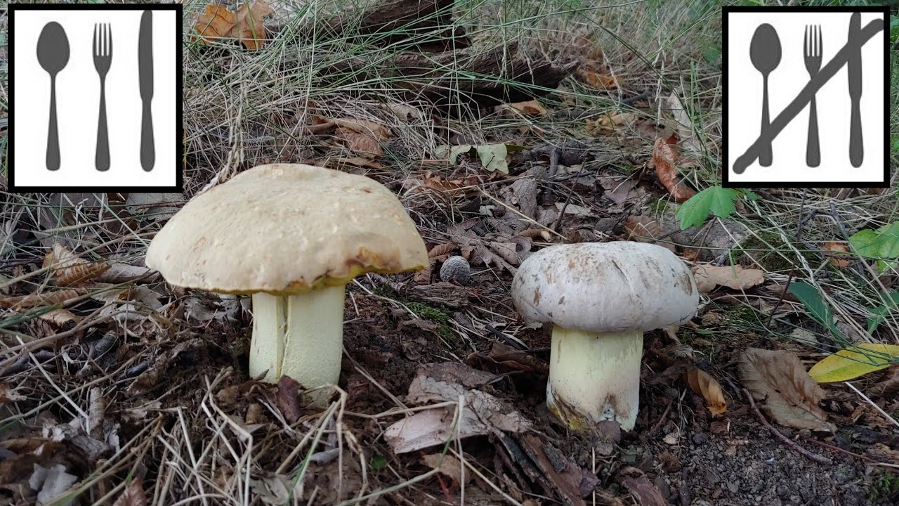 Por&oacute;wnanie: Borowik kruchy (Hemileccinum impolitum) vs. Borowik korzeniasty (Caloboletus radicans)