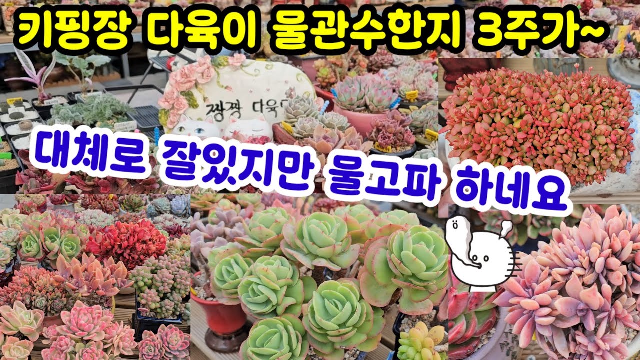 키핑장 다육이 소식 🌸 항상 생각보다 잘있어유 💦그래도. 하엽도 물관수가 시급하네요😆