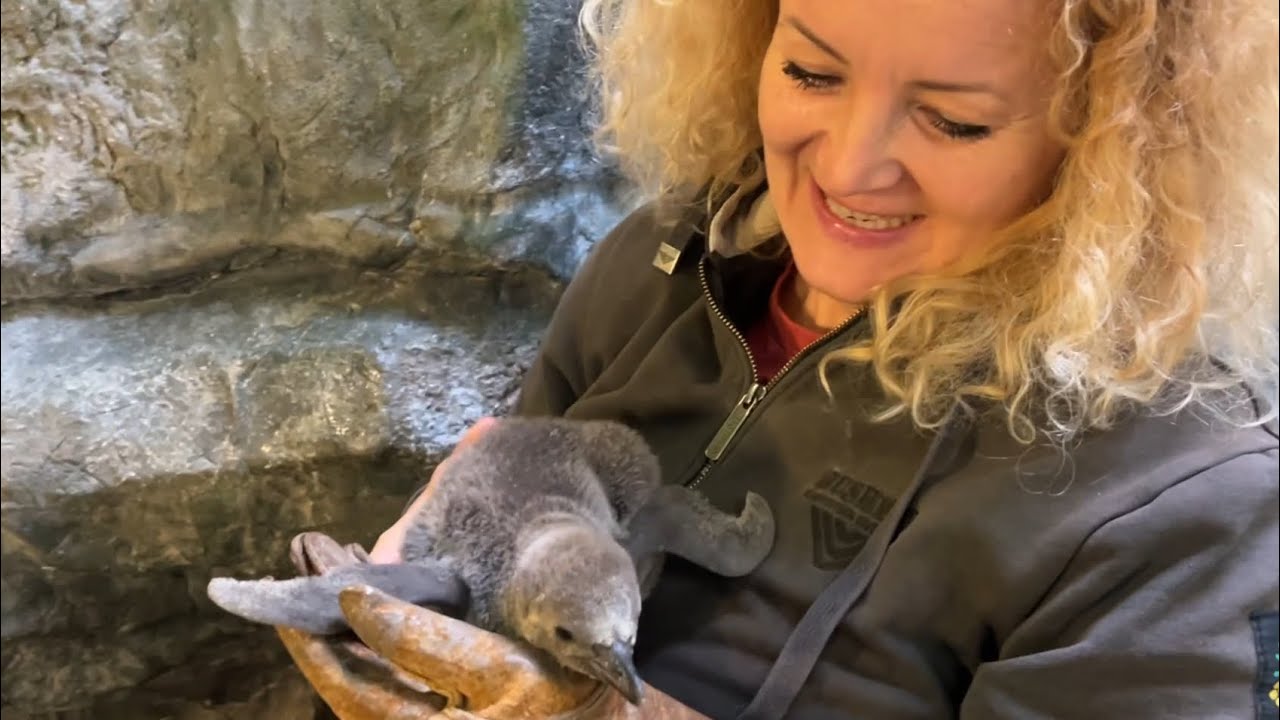 Mládě tučňáka v Zoo Praha🐧. Kolik váží ve třech týdnech? (H. Rosypalová, J. Mezei, N. Dostálková)