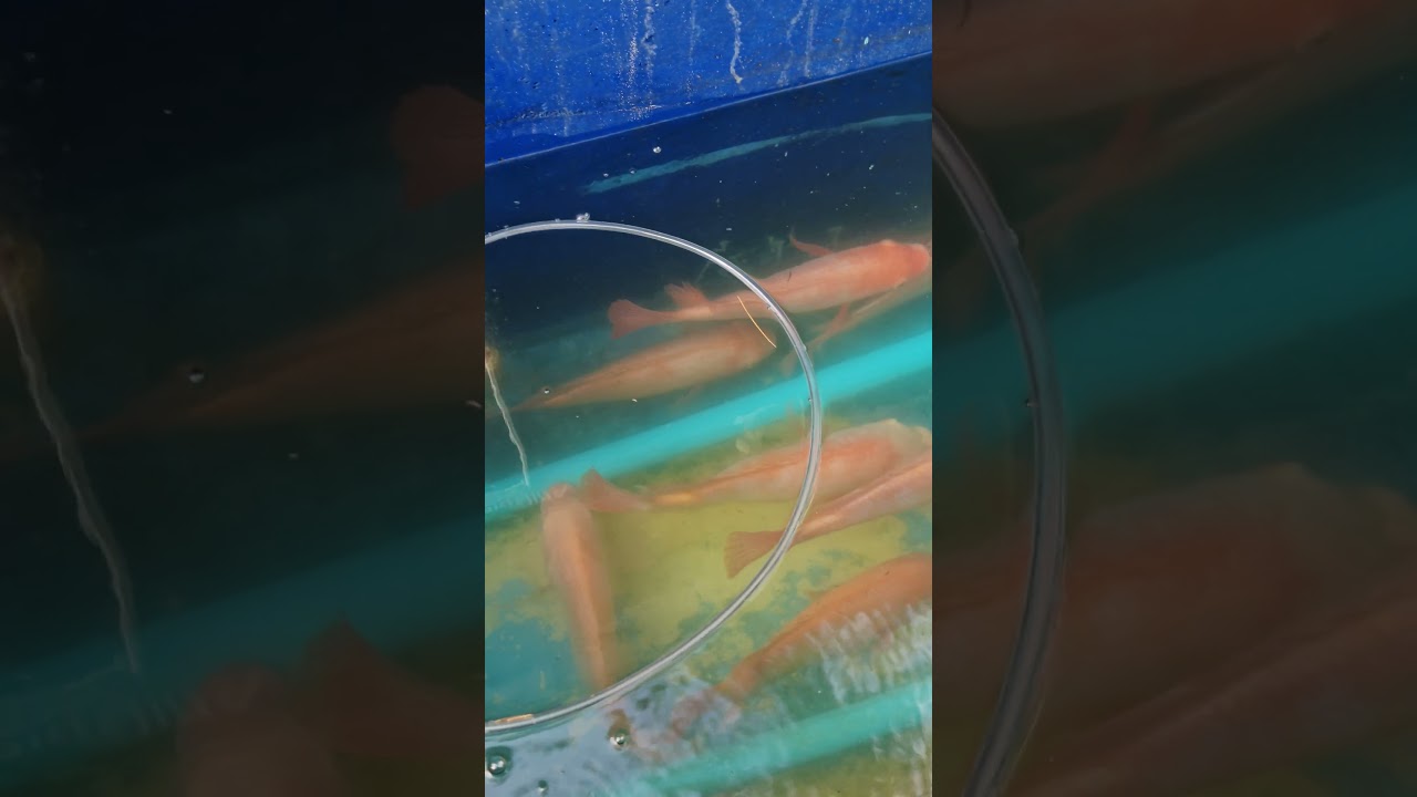 #fish
