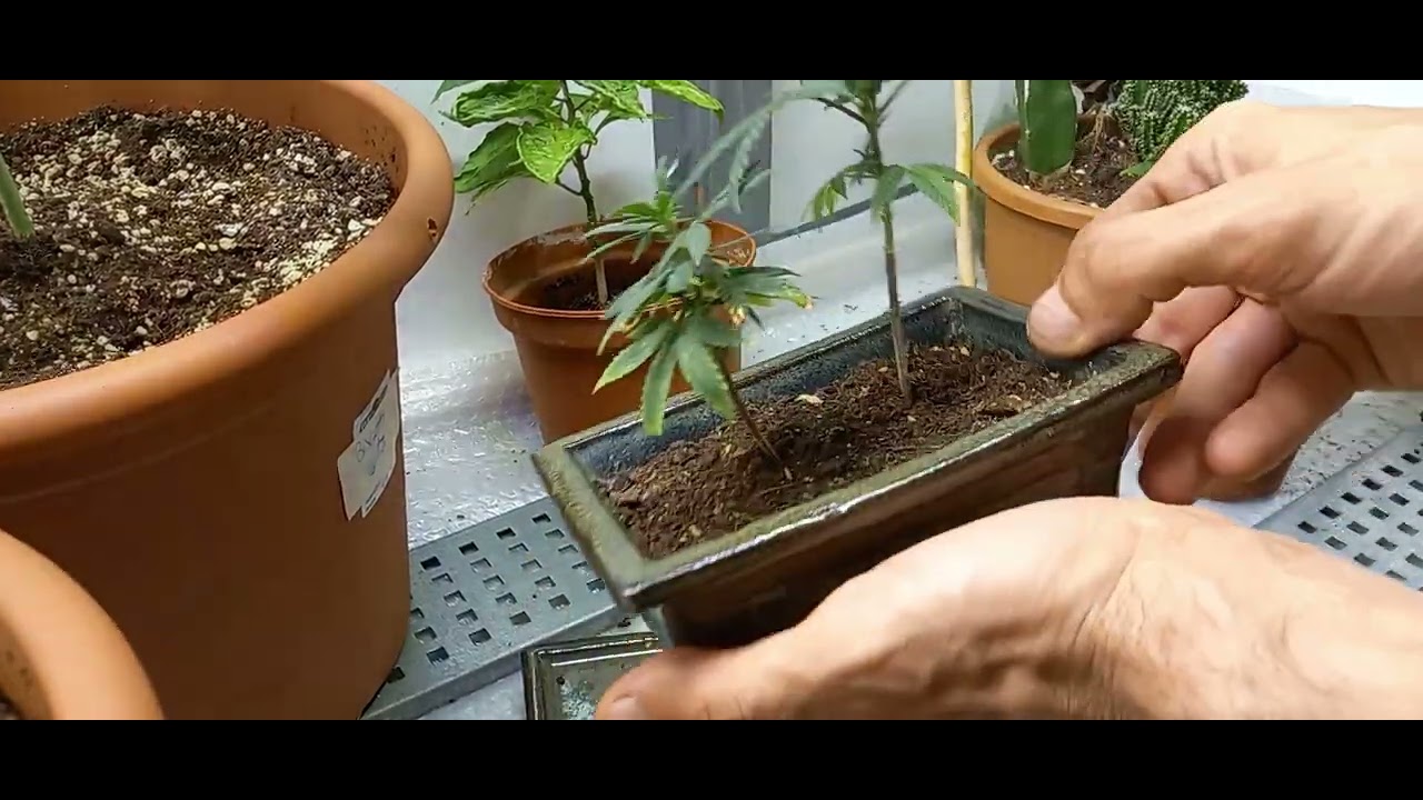 Cannabonsai trimming