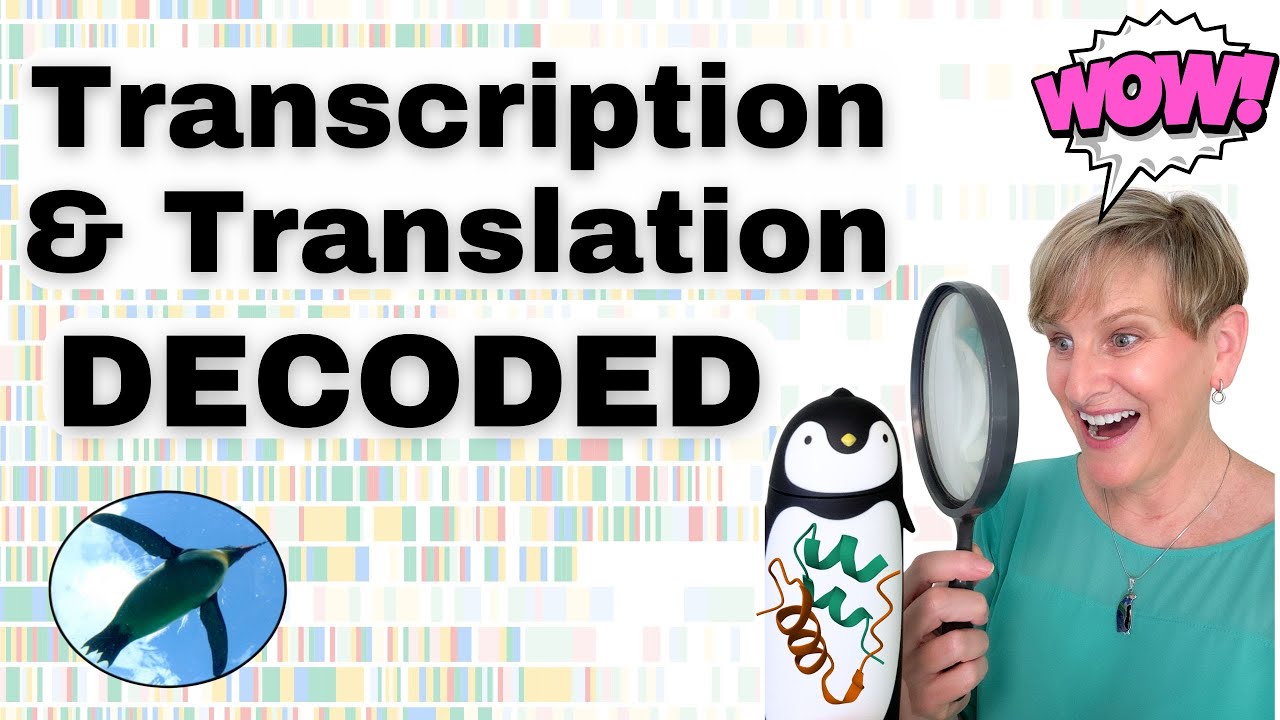 Transcription & Translation DECODED | Bio Basics 🐧
