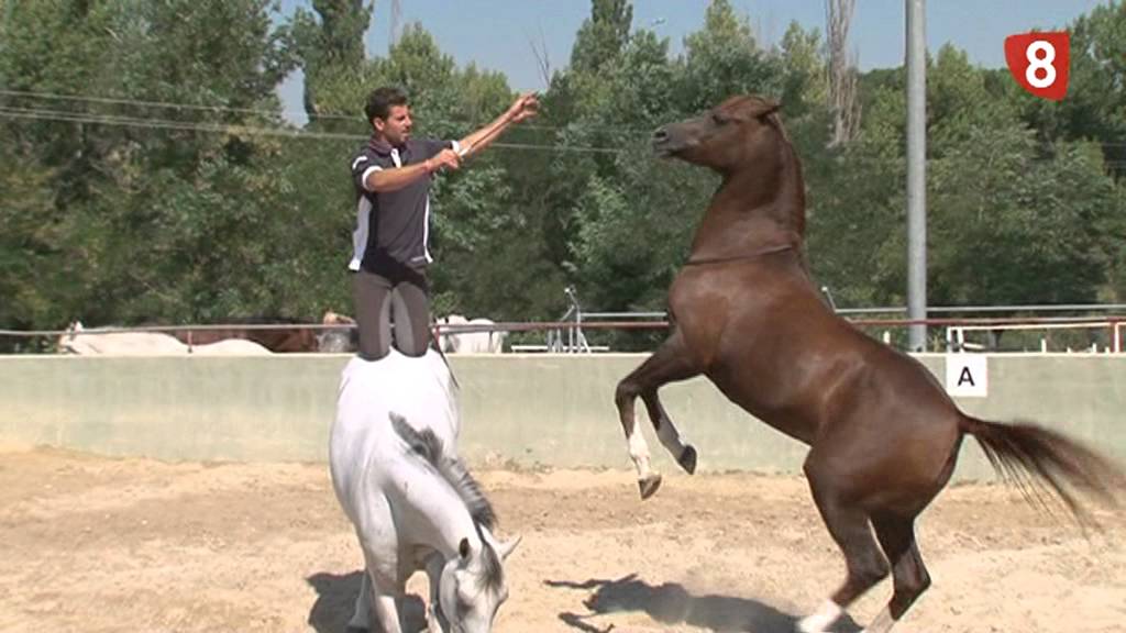 Santi Serra, el popular adiestrador de caballos visita Cuéllar (Segovia)