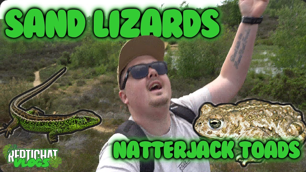 Sand Lizards and Natterjack Toads! - Herping in June