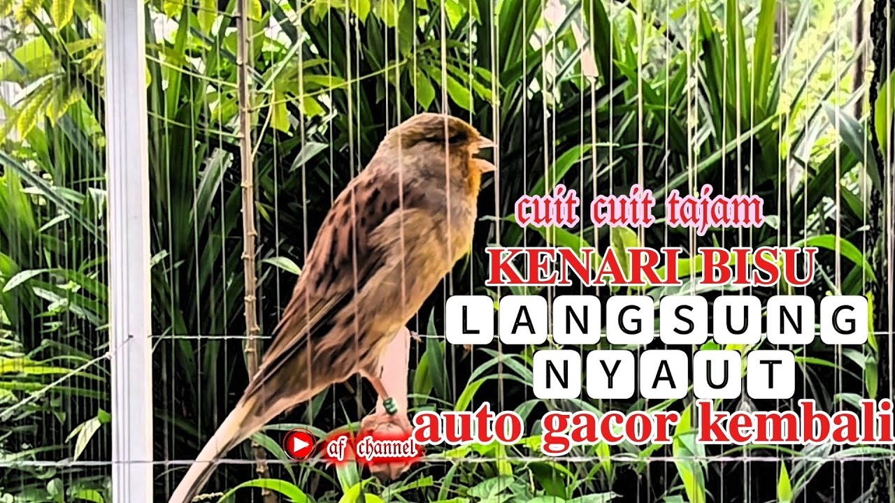 KENARI GACOR CUIT CUIT MEMANGGIL LAWAN BIKIN EMOSI |20| COCOK BUAT PANCINGAN KENARI BELAJAR BUNYI