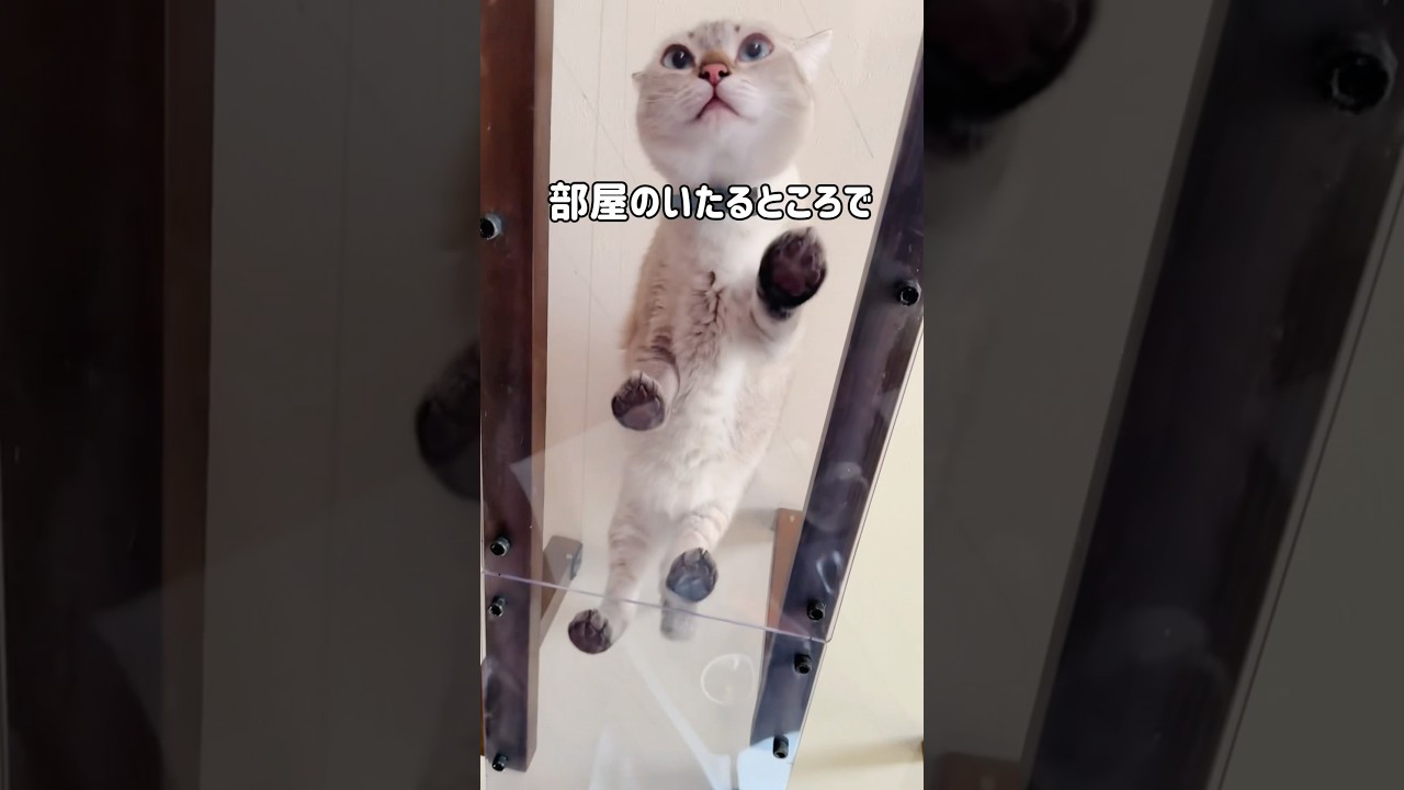 猫と暮らしはじめてDIYに目覚めた夫｜キャットウォークをどんどん増設💪猫も人も楽しめる部屋にした