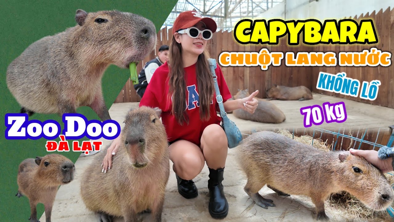 Đến ZooDoo Đà Lạt gặp gỡ bạn CAPYBARA - loài chuột lớn nhất thế giới cực kỳ đáng yêu và hiền lành