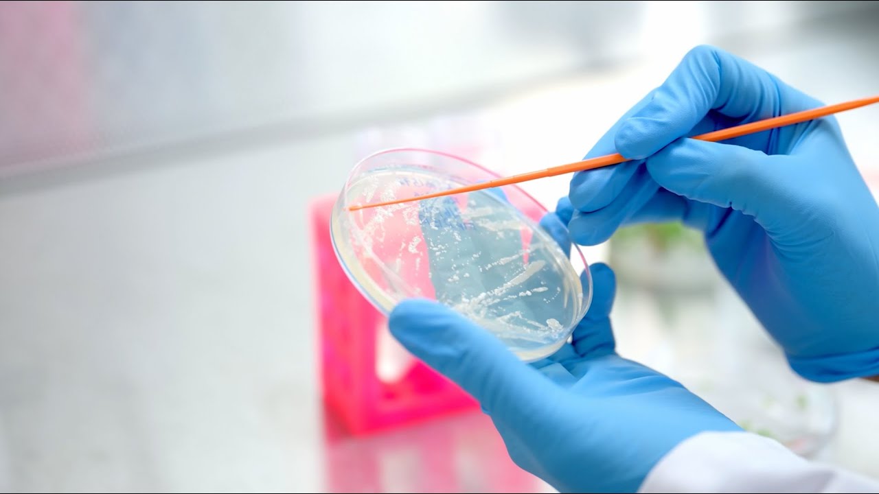 Gene Editing in the Lab