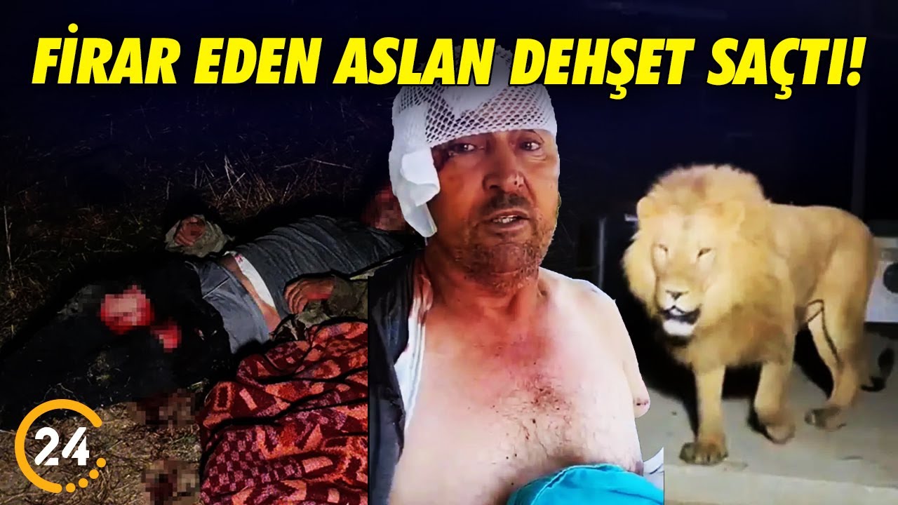 Kafesten Kaçan Aslan Panik Yarattı! Anbean Görüntülendi