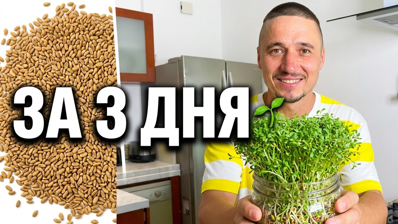 РОСТКИ ДОМА ЗА 3 ДНЯ 🌱  Проростки Инструкция выращивания