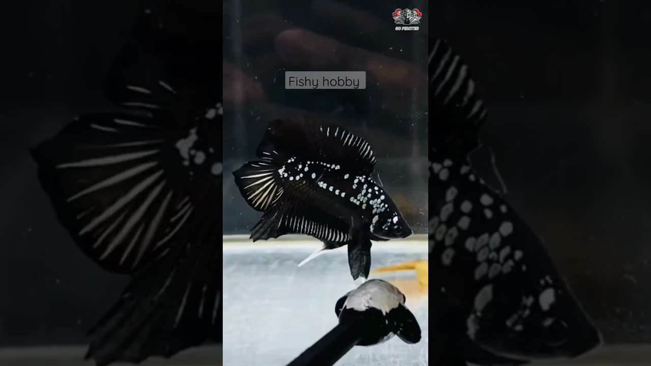 Top rare betta fish 2023|#rarebetta #2023 #tamilfish #topfish #fishes #tank #shorts #fishbreeding