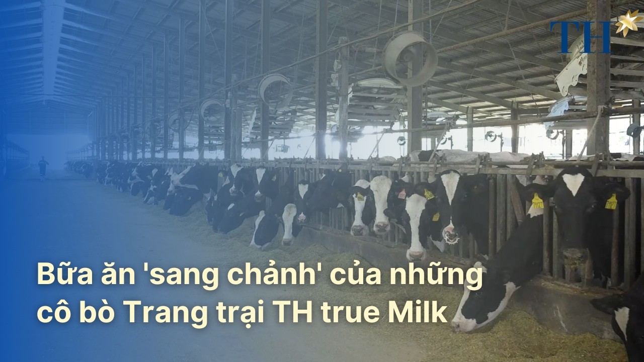 Bữa ăn 'sang chảnh' của những cô bò Trang trại TH true Milk | TH Hạnh Phúc Đích Thực