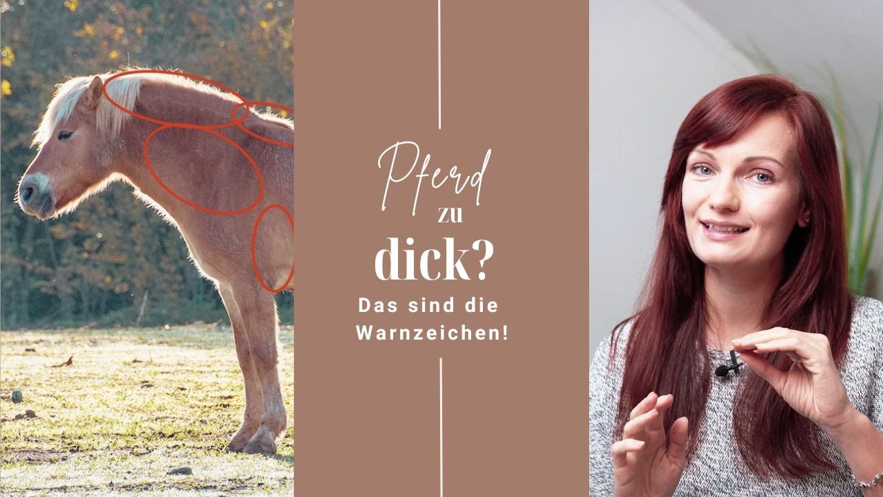Ist Dein Pferd zu dick? So erkennst Du's!