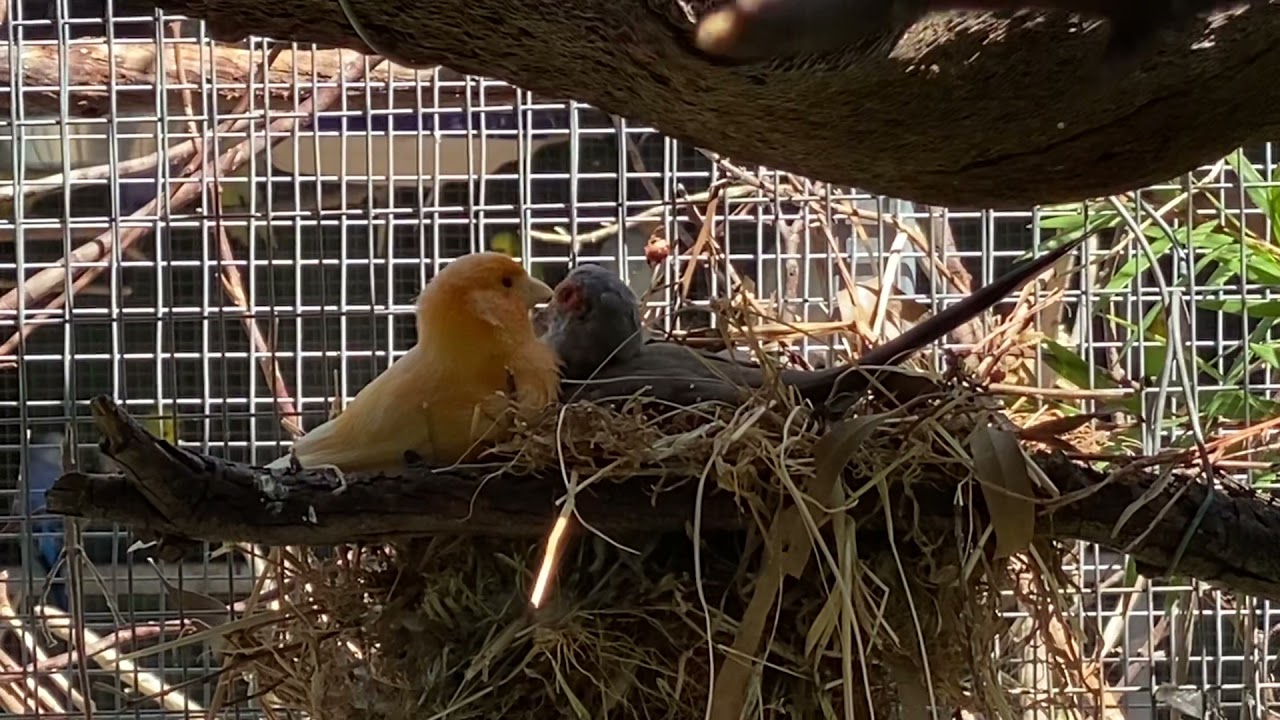 Canary and dove sharing a nest