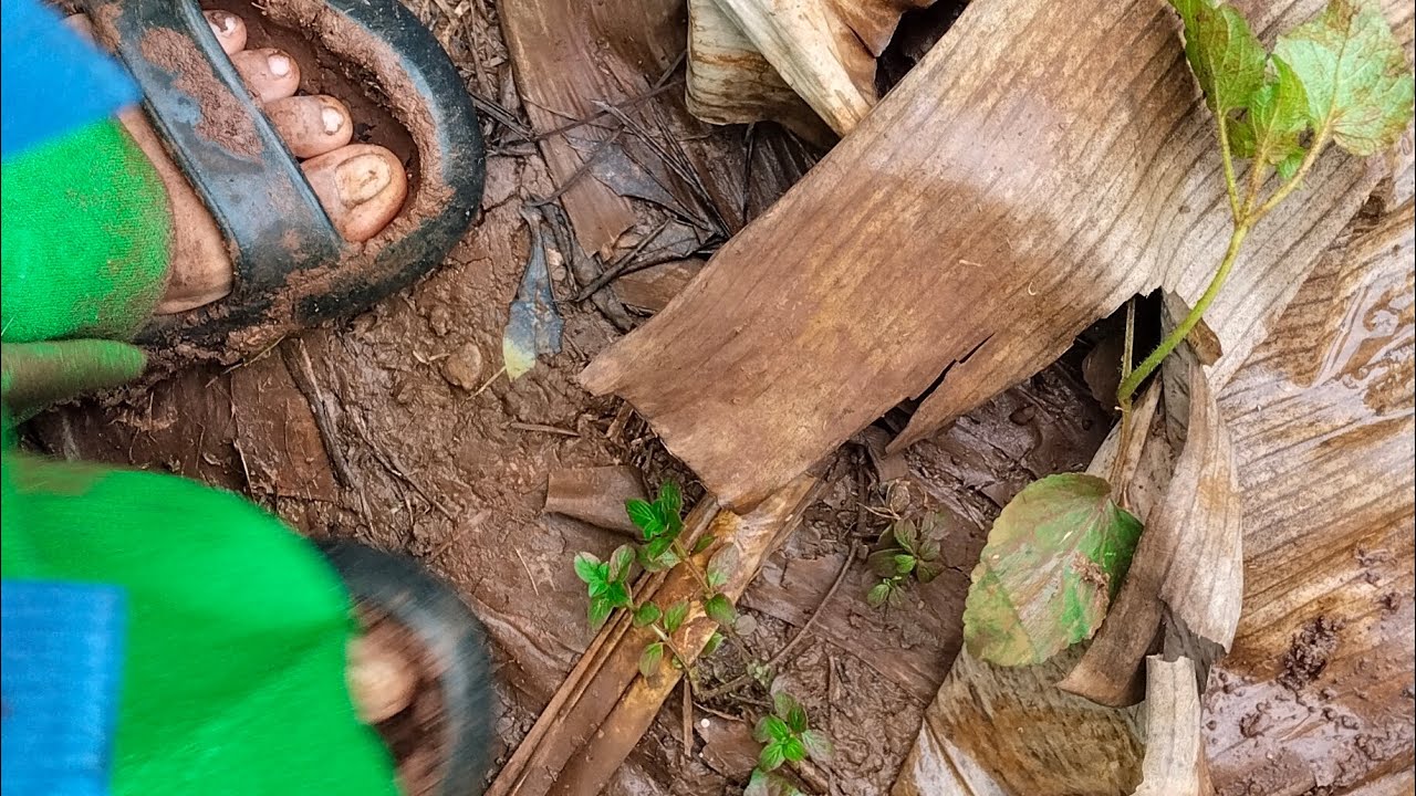 Kebon lagi ¹ yuk ditonton