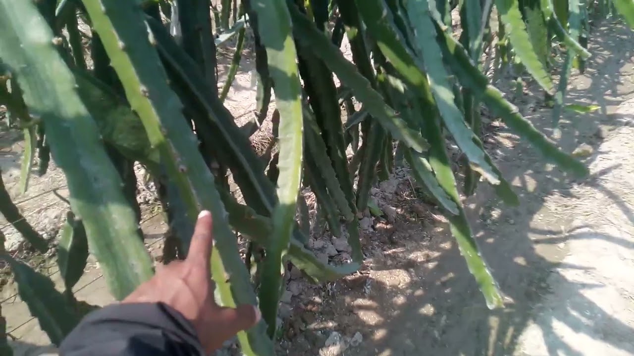 ড্রাগন ফল চাষ: কখন এবং কিভাবে করবেন 