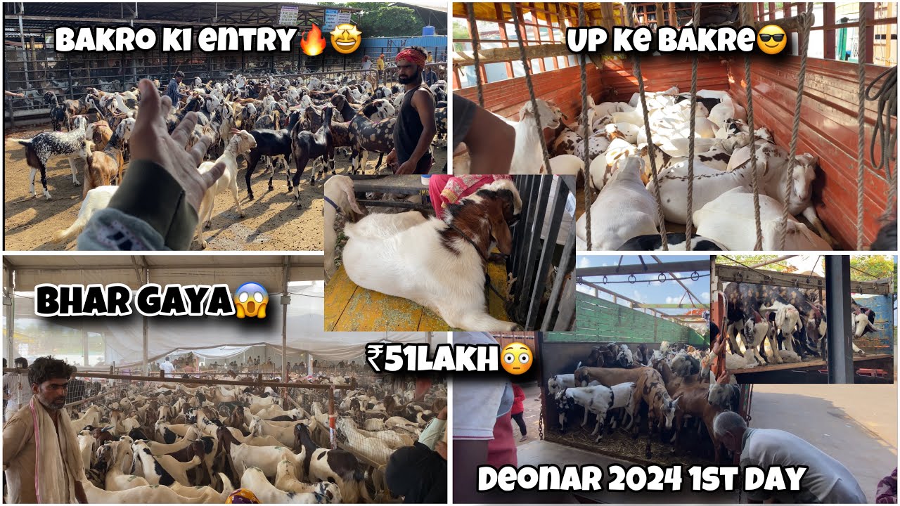Deonar Bakra Mandi 2024 1st Day || Deonar Mei Bakro Ki Entry Ho Gai Final Wali🤩 || 05 June #deonar