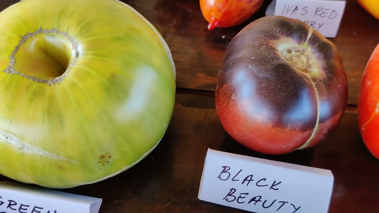 Razne sorte paradajza, Tomato varieties