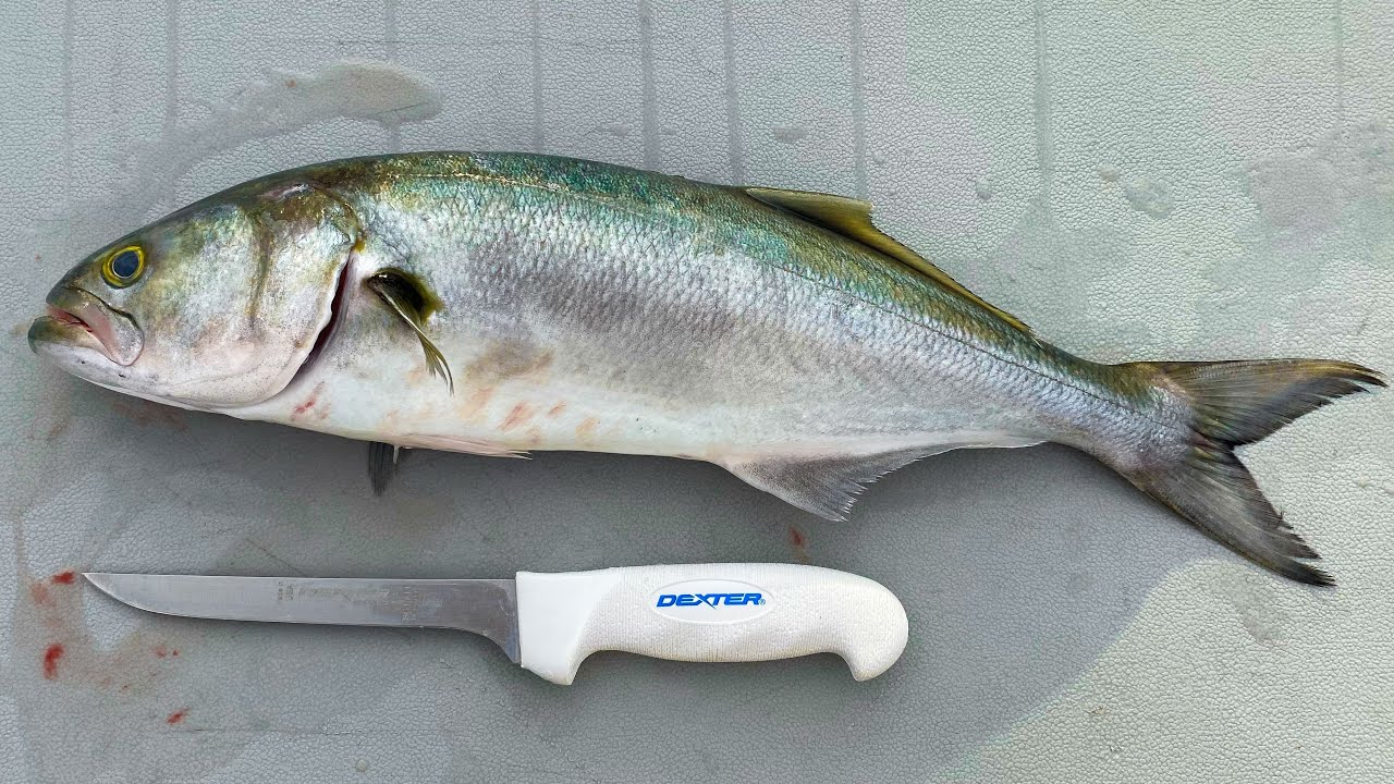 How To Fillet & Clean Bluefish!