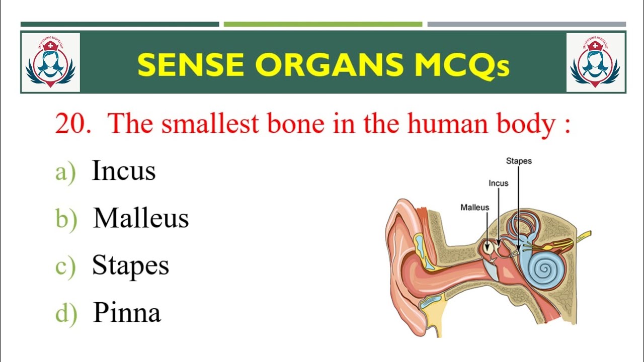 Sense Organs MCQ Part 1 | Sensory Organs Anatomy And Physiology #senseorgans #mcqs #specialsenses