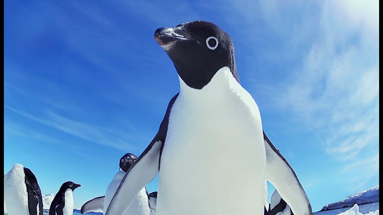 Funny Ad&eacute;lie Penguins take on Emperors!  - 'Snow Chick' Kate Winslet