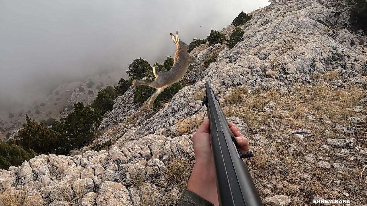KEKLİK TAVŞAN AVI YENİ SEZON ( 2025 ) #Охота на зайца 2025г