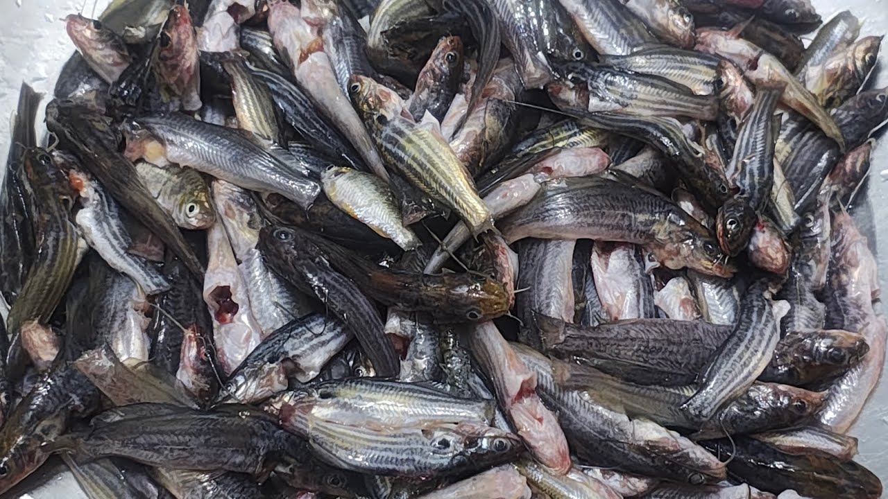 टेंगरा मछली ऐसे बनाएंगे तो उंगलियां चाट चाट  कर खाएंगे | tengra fish | tengra Machhali Kaise banaen 