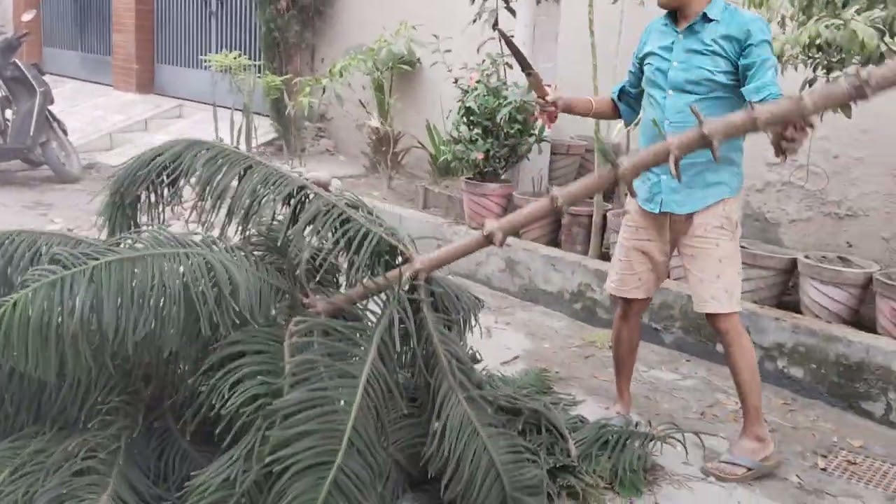 Christmas Tree Ke Chatae