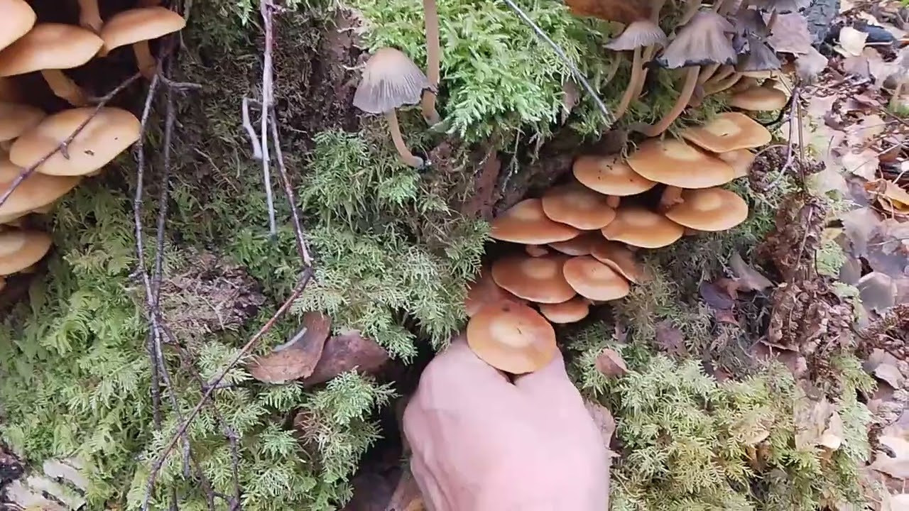 Ole varovainen Koivunkantosienen kanssa. Katso myös video: 